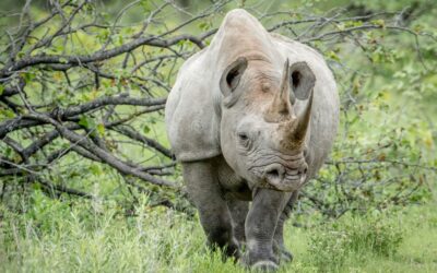 Fler noshörningar och tjuvjakten minskar