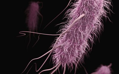 Snabb detektion av livskraftiga E. coli-bakterier vid ultralåga koncentrationer för förbättrad vattensäkerhet